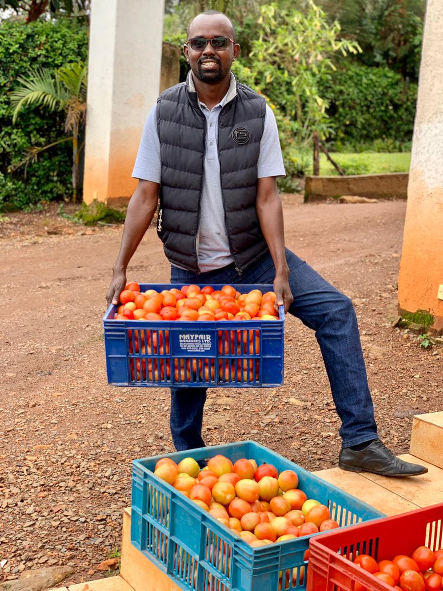 KenaravaGroup's tweet photo. "Food does not just come from the grocery store or market. There are hard-working, passionate people behind each and every food that you enjoy eating"

Like &amp; Retweet to celebrate farmers.

#MoneyInTheSoil 

📷: @rodgers_kirwa's bumper tomato 🍅 harvest. https://t.co/9oWYVy4w66