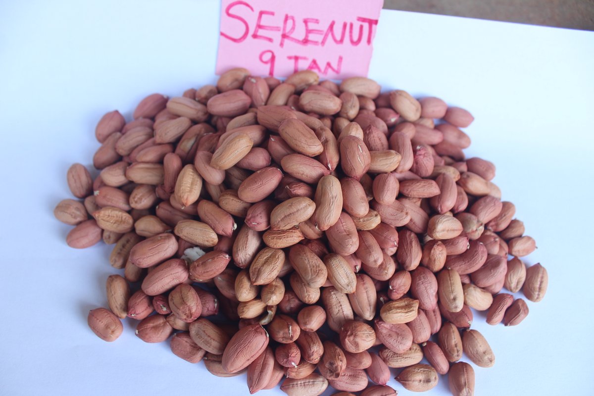 NARO Groundnut - Uganda tweet media