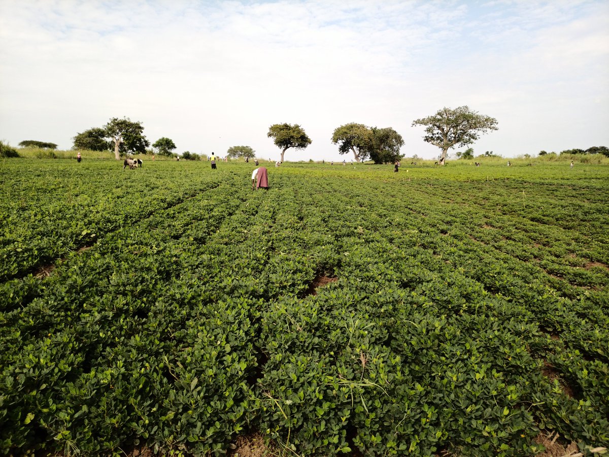 NARO Groundnut - Uganda tweet media