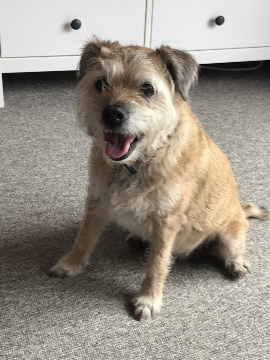 Happy Hump Day pals, here’s one of Snoop looking very happy. Just look at that smile 😁❤️#btposse