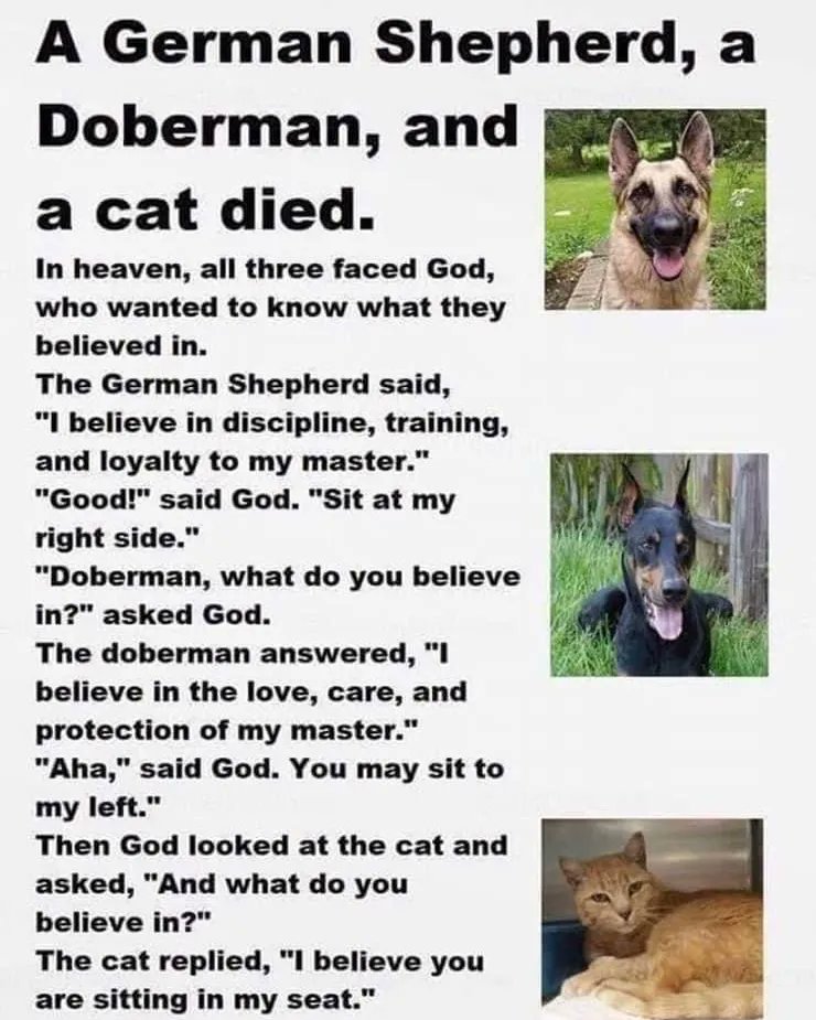 catcastletails's tweet photo. Today’s moment to smile. 🐾 #tailsofcatcastle #adoptdontshop #cats #lovewins #joke https://t.co/sQfuzlTrCN