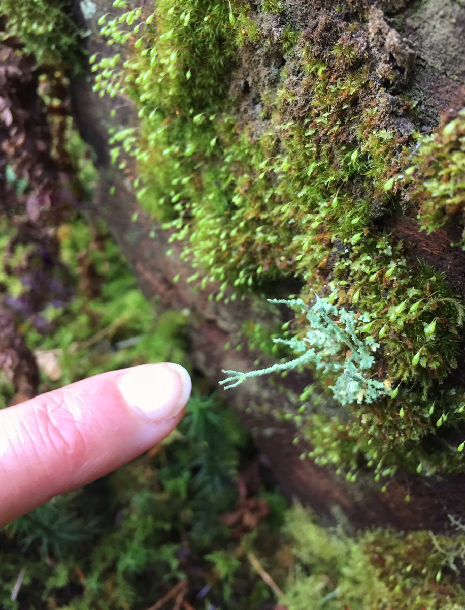 Pleased to meet you, little lichen hand.