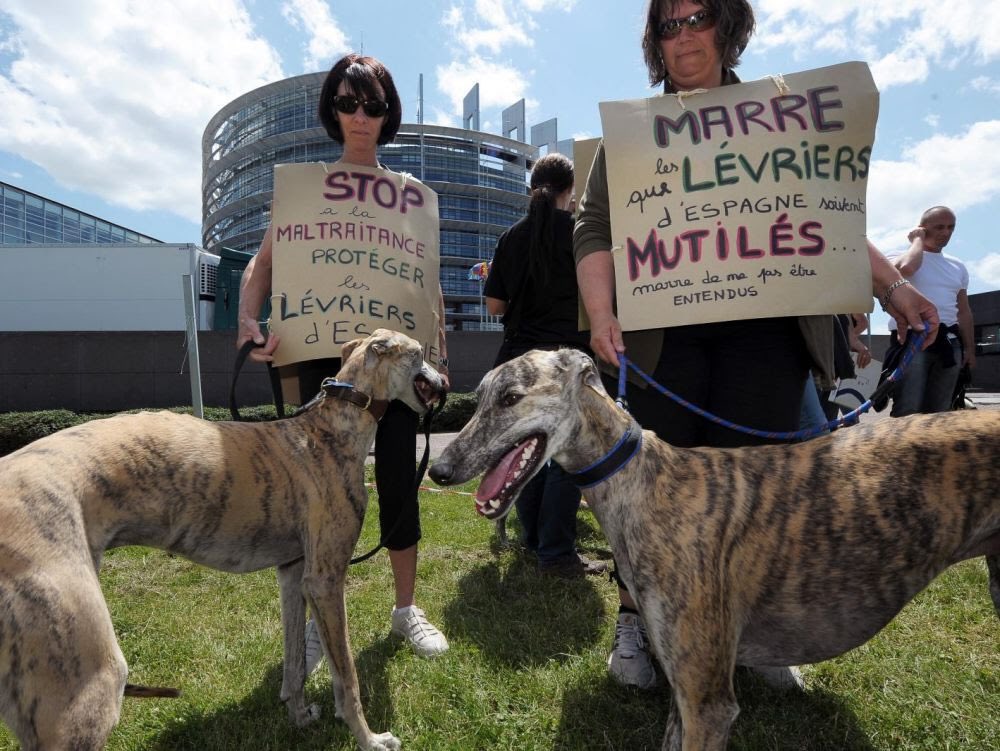 Des chiens agonisants, jetés dans des puits, mutilés ou pendus à des arbres… Chaque année, en Espagne, des milliers de galgos sont torturés et massacrés en toute impunité. Il est urgent que le gouvernement espagnol agisse afin de mettre un terme à ces atrocités. (📷 AFP)