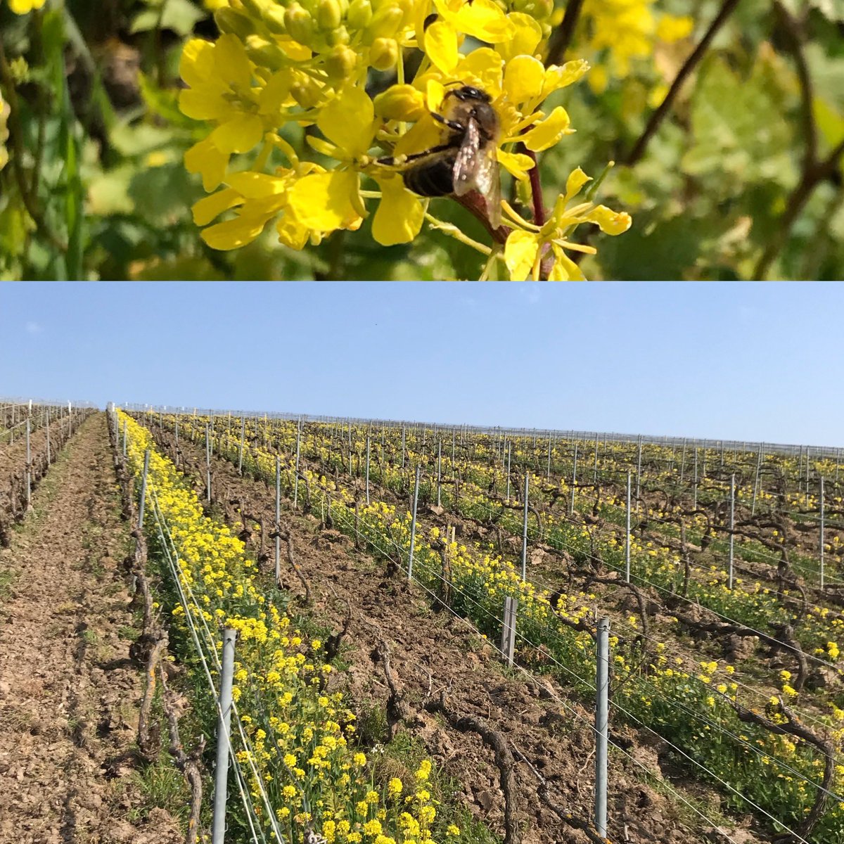 LouisRoederer_'s tweet photo. Life is back! #Spring2022 under a blue sky & yellow blooming cover crops! #Bees #Biodiversity #Organic #HandinHandwithNature #InPursuitofTaste -JBL https://t.co/aTbVRfYzb3