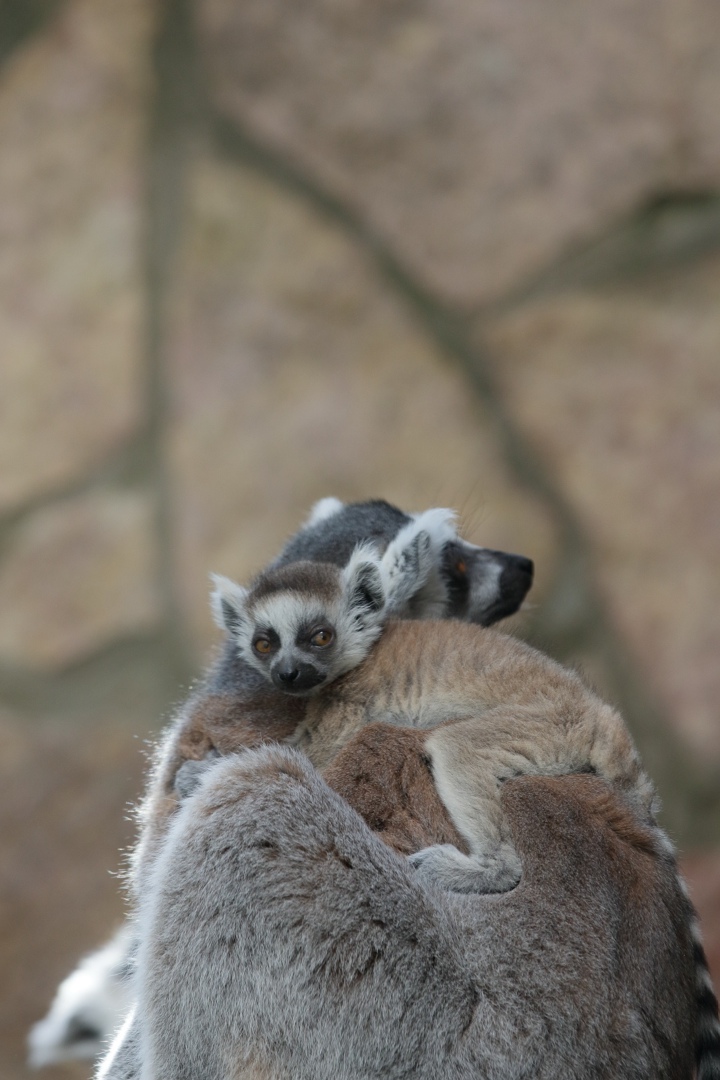 Зоопарк в Петербурге проводит конкурс на имя для лемура  fontanka.ru/2022/03/23/705…