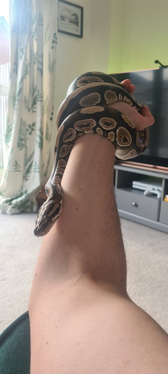 Calberg_'s tweet image. Well hello everyone long time no see, meet Paul ✌🏻