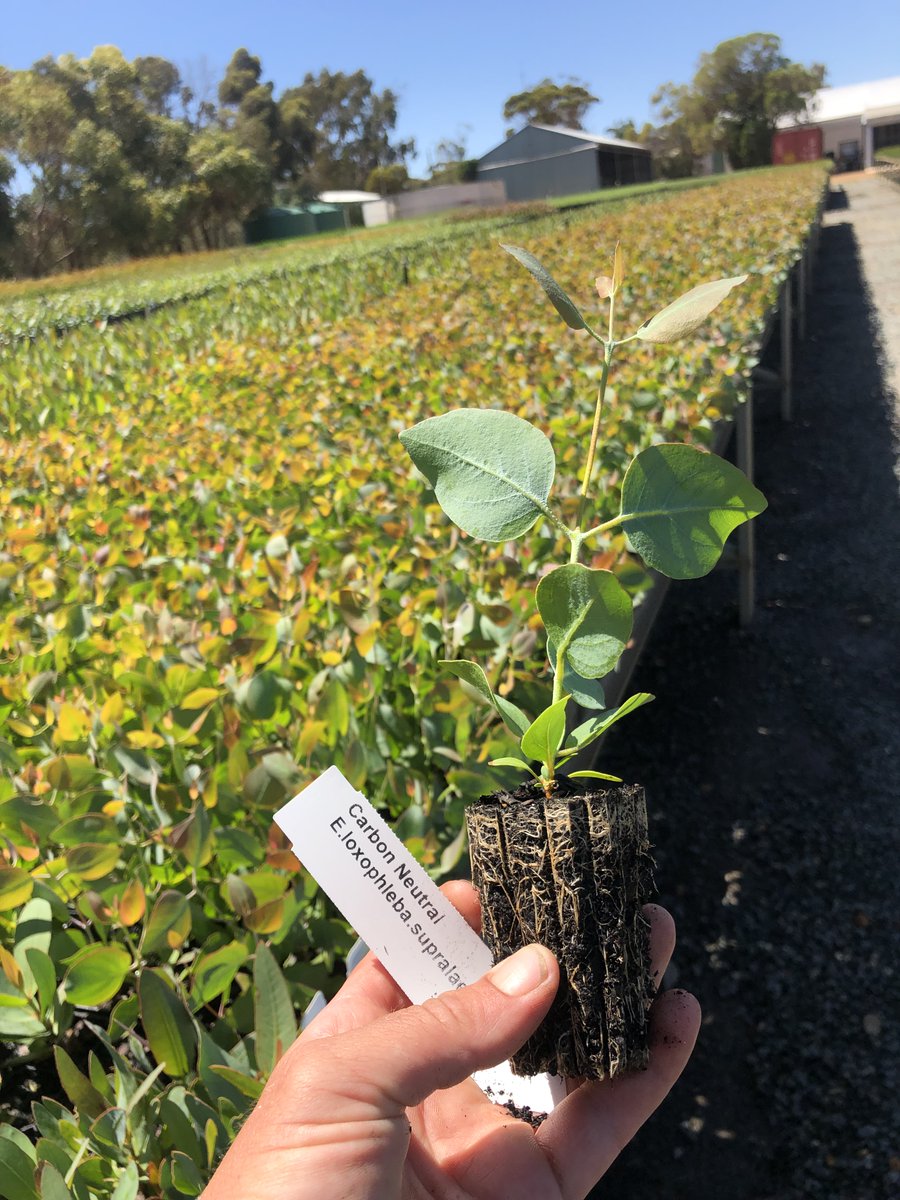 carbonneutralAU's tweet photo. Happy #NationalEucalyptDay! https://t.co/ab6ryhHBXX