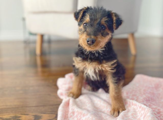 Global Halifax tweet media