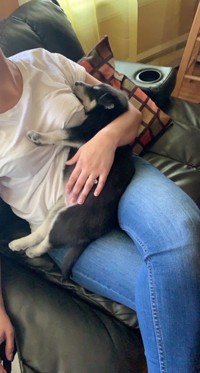 #PhotoChallenge2022March day 23: puppy! Tbh she stood this size for about a day... I blinked and she was already full grown 🥴 #twitterdogcommunity #dogtwitter