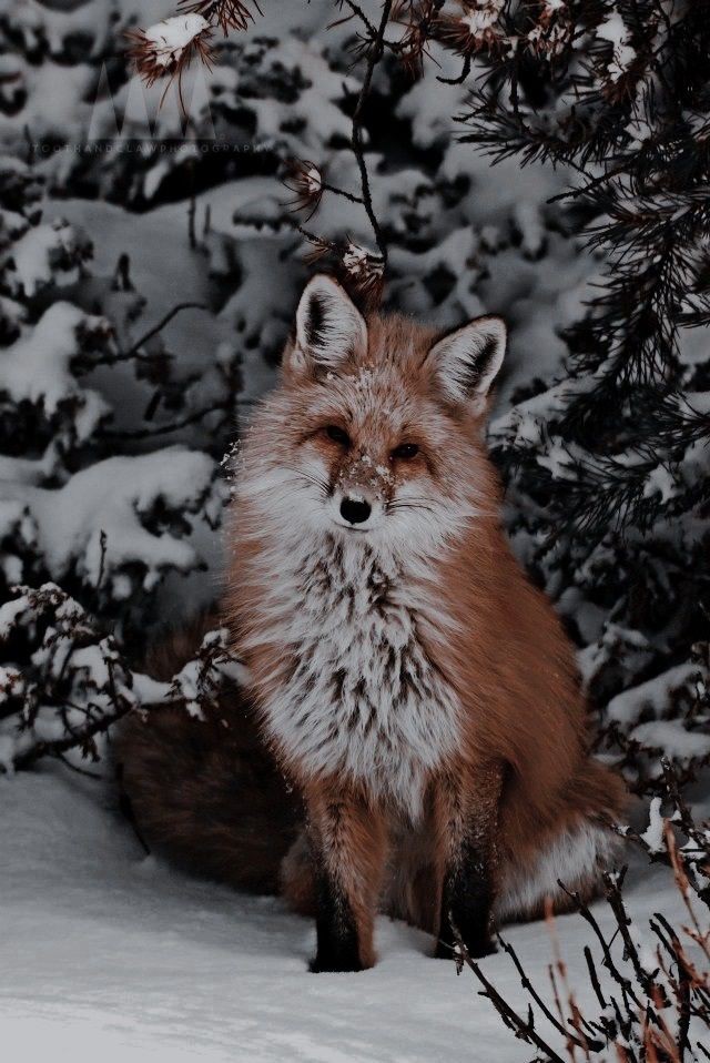 uzayliiii_'s tweet photo. Bu kadar tatlı bir hayvana nasıl kıya biliyor bu insanlar anlayamıyorum. #animals  #foxanimal #tilki https://t.co/38jIagkfoc