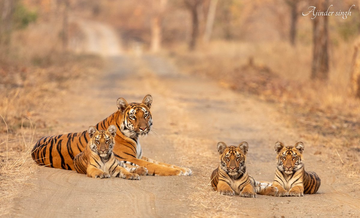 VivekYewatkar's tweet photo. T7 and her 3 little ones https://t.co/lXFJ9aXaK7