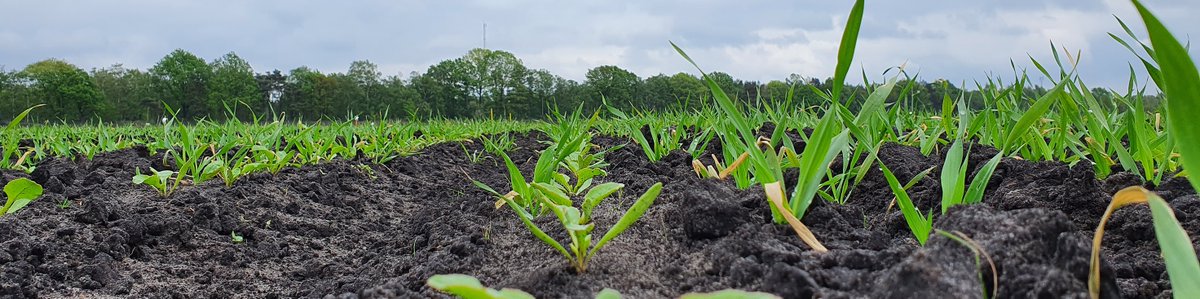 Dankzij het mooie voorjaarsweer droogt de grond goed op. Het heeft ook een keerzijde. Op een stuifgevoelige #akker kan de droge toplaag makkelijk verstuiven. Voorkom stuifschade aan jonge bietenplanten of bietenzaad; de #antistuif-maatregelen op een rij: irs.nl/interessegebie…