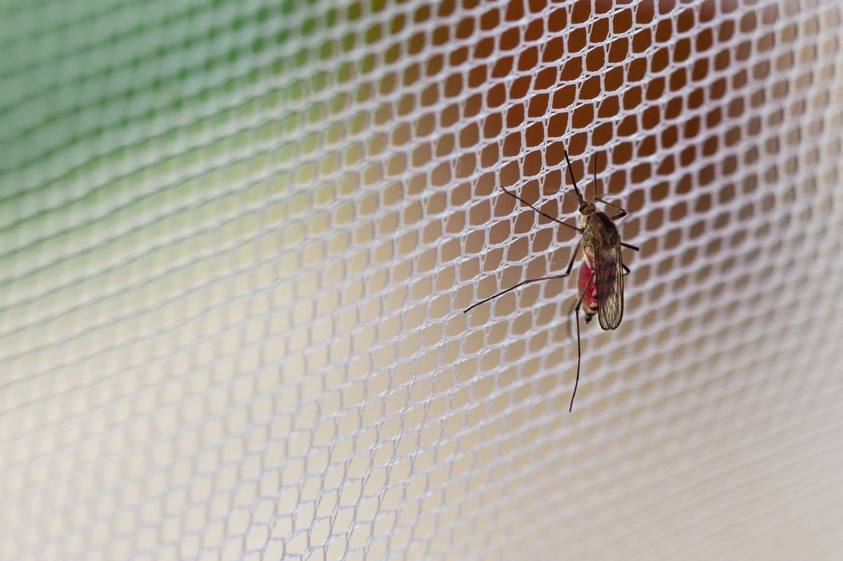 persiauto's tweet photo. 💥Prepárate para evitar 🦟 su molesta presencia💥

Dile adiós para siempre a los mosquitos 💪

- Mosquitera enrollable ✅

- Mosquitera Fija ✅

- Mosquitera Plisada ✅

- Mosquitera Corredera ✅

‼️Solicita ya tu presupuesto‼️

☎️ 93 519 60 60 👈

https://t.co/k8tdEhLvDl https://t.co/1vro5hPxYT