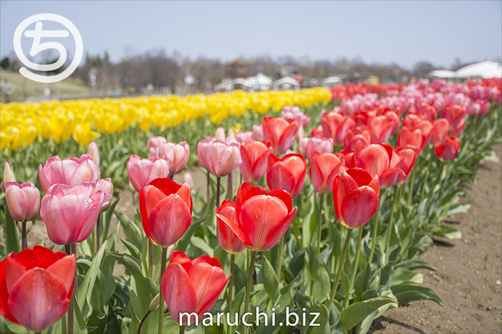 まるち Maruchi 2111 Twitter まるち Maruchi 2111 Twitter