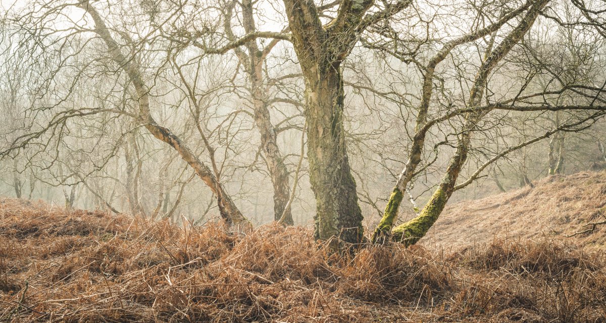 It was nice to be out in the woodland yesterday again.  I could walk that far from the car but there is beauty everywhere in the woodlands
