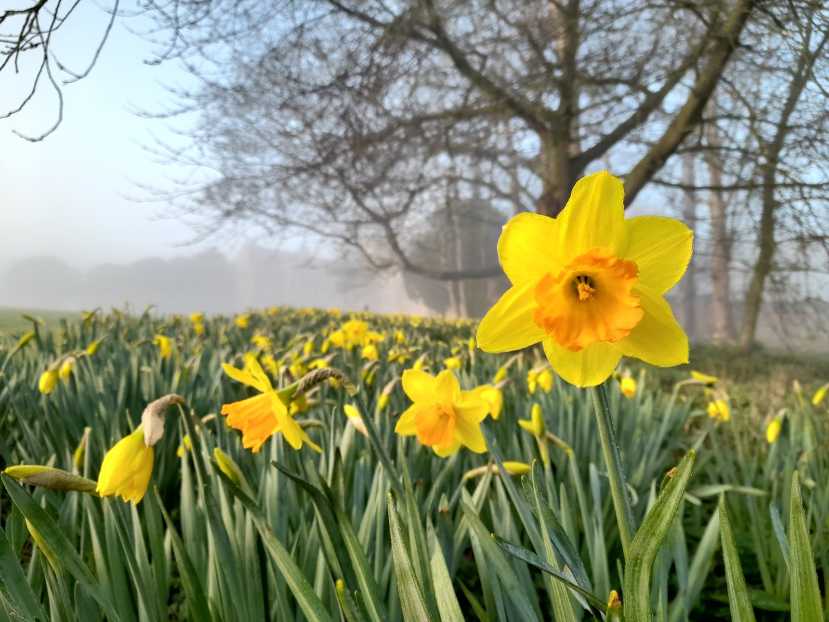TrueCuriosities's tweet photo. Great to have @AuntieMongo at Burton Constable on such a glorious Spring morning to talk about our ongoing project recording the family's 19th Century music with @MusicHullUni 
@BurtonConstable @RadioHumberside @UniOfHull #Spring #mist #sunshine #radio #Humberside #daffodil #hull https://t.co/8gpjQ1Rzb0