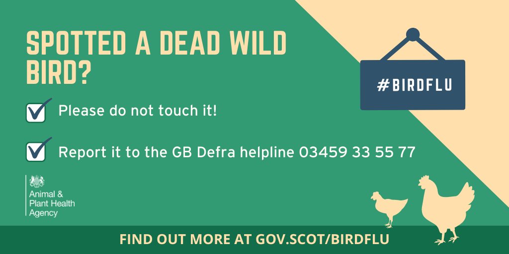 ScotGovRural's tweet photo. Reminder - If you find a single dead wild waterfowl, bird of prey or five or more other dead wild birds, please do not pick up them up. Instead, report them to the @DefraGovUK GB helpline. https://t.co/UfjB6tg6Uv