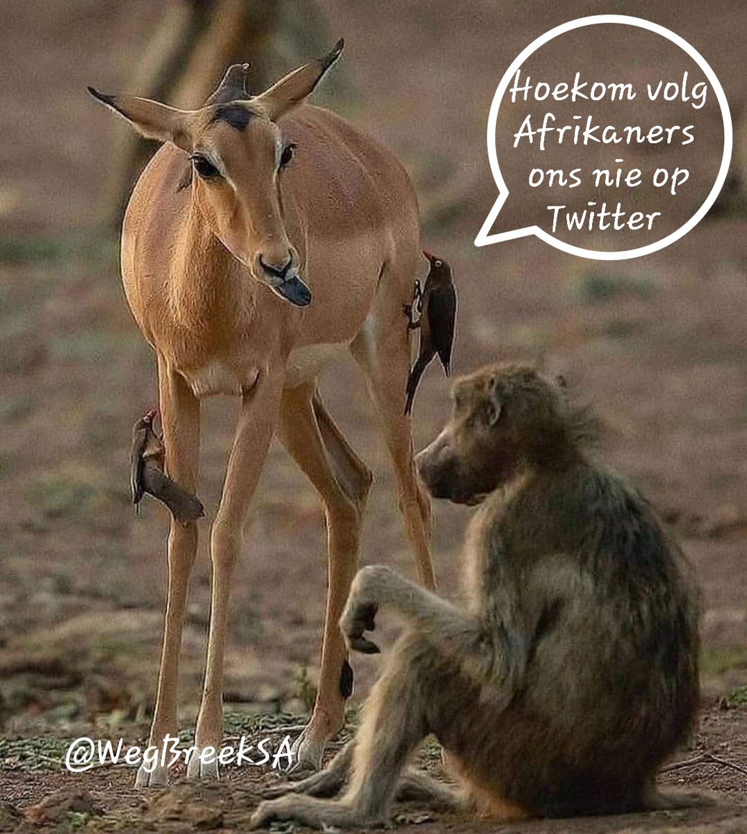 Hoekom vra ek, Hoekom nie 😪?