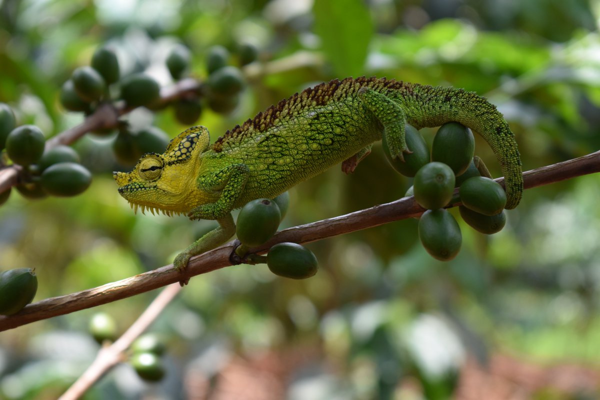 #CoffeeTalk: The global coffee market, valued at US$102B in 2019, will reach US$156B by 2026. The global organic coffee market will reach US$21B by 2030. #UGCoffee, ranked 3rd best globally, is predominantly organic &amp; can be a driver for Uganda's socio-economic transformation.