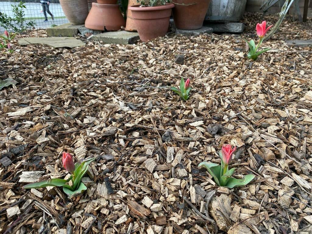 QueensPromenade's tweet photo. Tulips popping up in the wood chip covering in the #pocketpark 🌷🌷🌷 #bulbsforlondon generously donated by @mpga_london and @taylorsbulbs1919 #pocketpark #queenspromenadefriends #qpf #riverviewgardenqpf #kingstonuponthames #surbiton #spring #springhass… https://t.co/uMTfI50wZs https://t.co/rKsZLFwejy