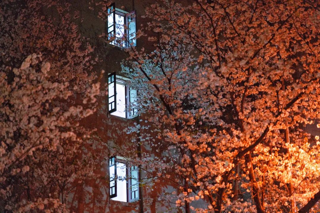 WHU_1893's tweet photo. The cherry blossoms seem to light up at night on the campus of #WuhanUniversity. Breathtaking beauty!โจ
#WelcomeToWHU #BlossomsofWHU #Luojiashan https://t.co/9kLOKURgHb