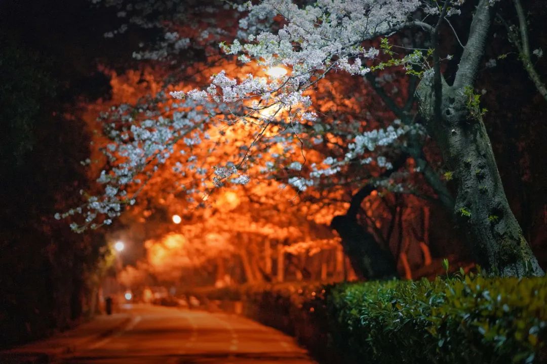 WHU_1893's tweet photo. The cherry blossoms seem to light up at night on the campus of #WuhanUniversity. Breathtaking beauty!โจ
#WelcomeToWHU #BlossomsofWHU #Luojiashan https://t.co/9kLOKURgHb