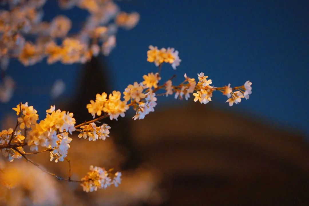 WHU_1893's tweet photo. The cherry blossoms seem to light up at night on the campus of #WuhanUniversity. Breathtaking beauty!โจ
#WelcomeToWHU #BlossomsofWHU #Luojiashan https://t.co/9kLOKURgHb