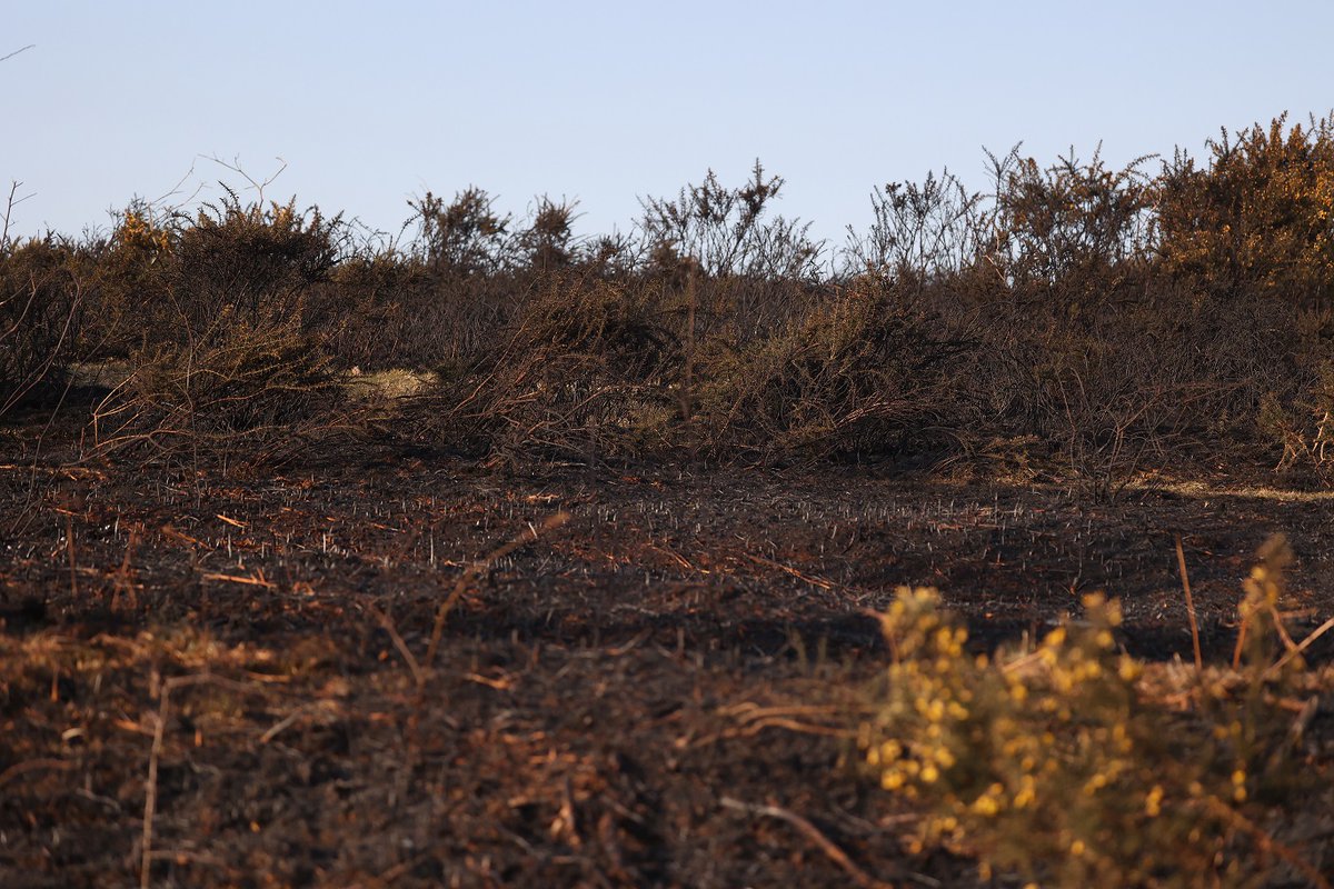 Plymouth_Live's tweet photo. The aftermath of a major gorse fire on Dartmoor. Swathes of land are lying charred and barren near Clearbrook this morning following yesterday's blaze. https://t.co/uweRGGwCcp
