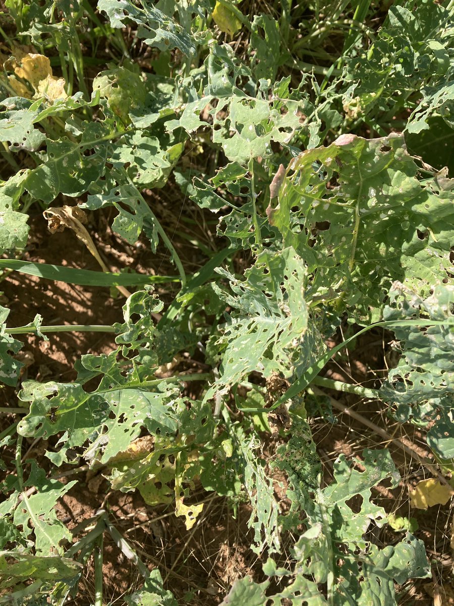 agnvet's tweet photo. Early sown canola taking a beating from insects in this paddock. It highlights the importance of checking crops as they come out of the ground. 

#AGnVET #cropwalkwednesday #grazingcanola https://t.co/zksZhblo9v