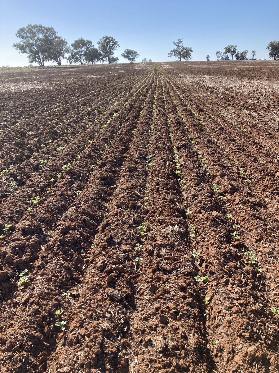 agnvet's tweet photo. Early sown canola taking a beating from insects in this paddock. It highlights the importance of checking crops as they come out of the ground. 

#AGnVET #cropwalkwednesday #grazingcanola https://t.co/zksZhblo9v