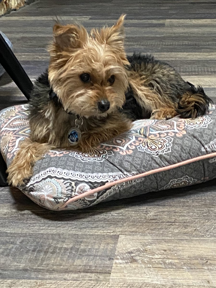 OrnellaBeth's tweet photo. It’s national puppy day. Our rescue puppy from Joyful Rescues, Echo. 9months old. #BeOn2 https://t.co/NURaap4WXu