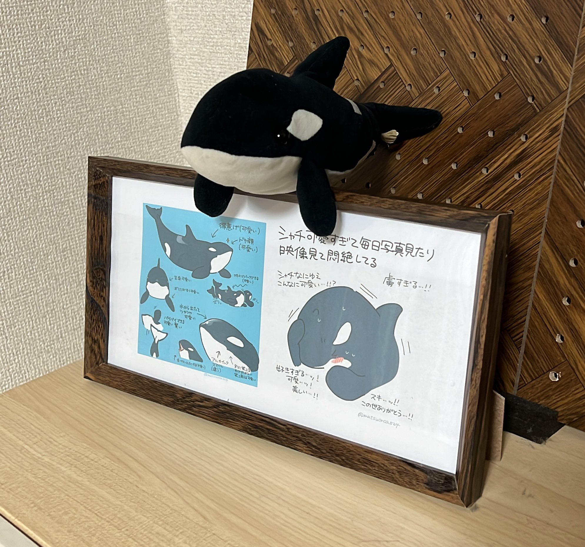 鯱花 Shachikawaii Twitter
