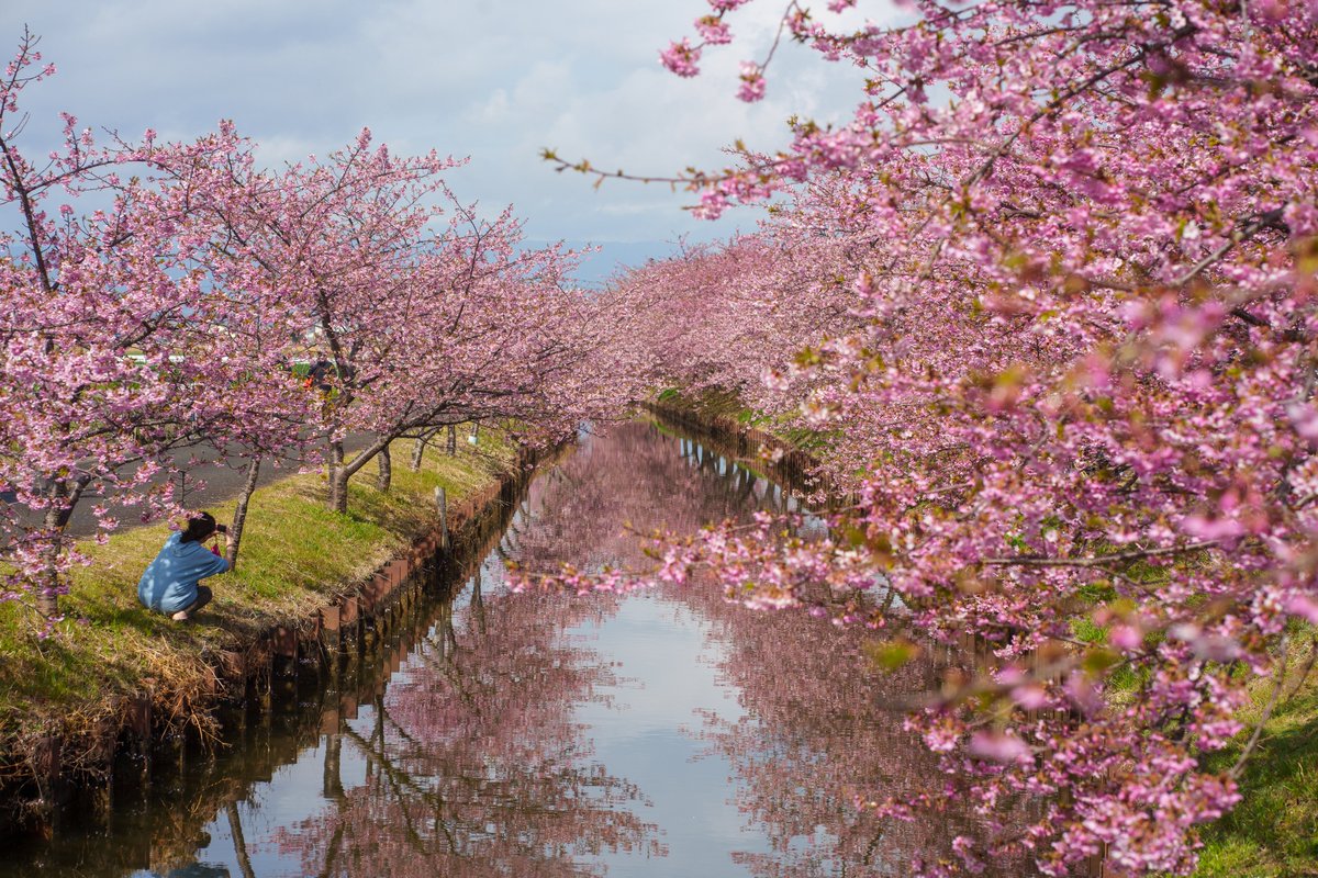 Ichiban_Japan tweet picture
