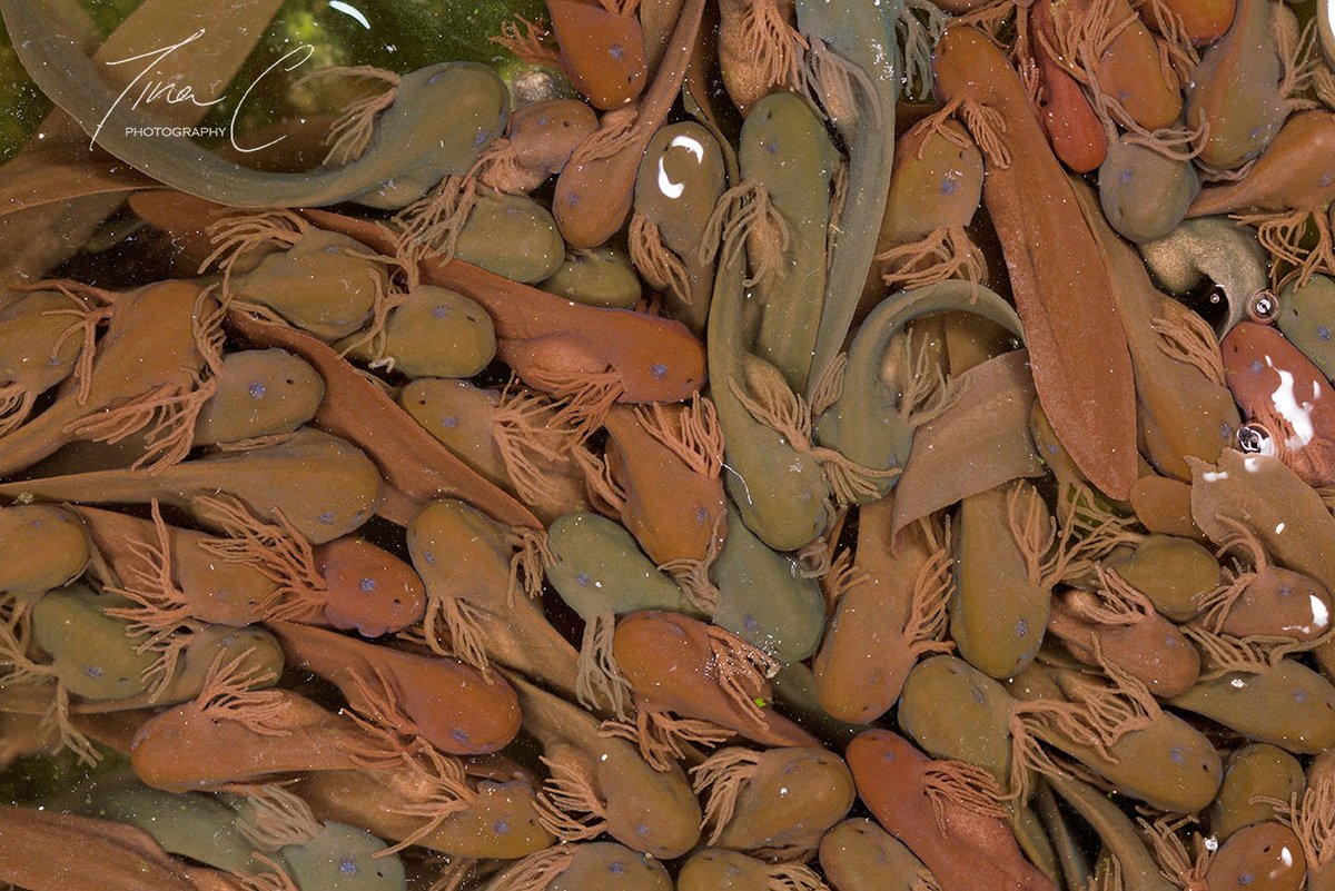 I checked on some frogspawn in Killaun yesterday, to discover that the emerging tadpoles are actually newts!!! The straggly stringy sides are their developing gills! Amazing, and so many! <a href="/forum_wetlands/">Community Wetlands Forum</a> <a href="/peatconnections/">PeatlandConnections</a> <a href="/seewilkie/">Catherine (Farrell) Wilkie</a>  <a href="/Naturevolve/">NatureVolve | Science & Sustainability Stories</a> <a href="/Irishwildlife/">Irish Wildlife Trust</a> <a href="/Britnatureguide/">The British Nature Guide</a>