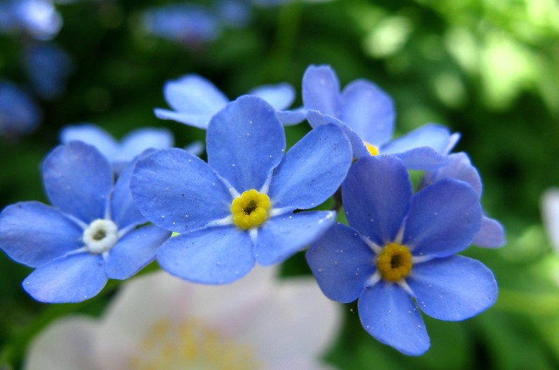 Today is the anniversary of the first #CovidLockdown. We’re remembering all those we’ve lost in Nottingham in the last two years by planting forget-me-not seeds in the city.

Pick up a free pack from libraries, Loxley House and the tourist office #ForgetMeNot #NottinghamRemembers