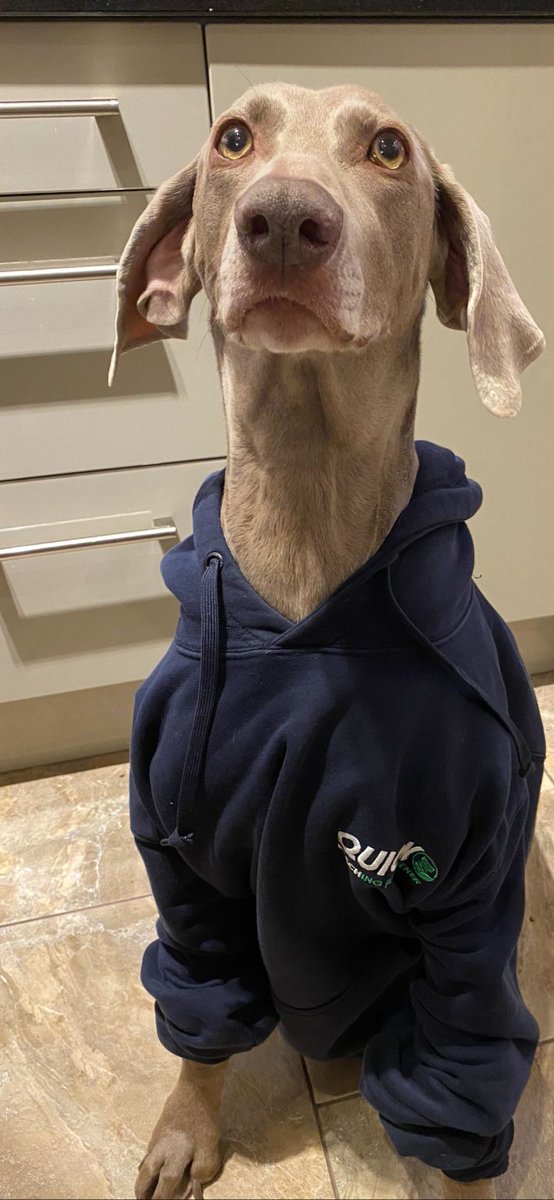 Tilly Armstrong may not look happy about modelling her Quick Reach workwear but she is definitely rocking it Georgina Armstrong! ✨ 

We'd love to see more pawsome photos of pets in workwear/at work! 

#Pets #dogsatwork #Petsatwork #happyhumpday #Team