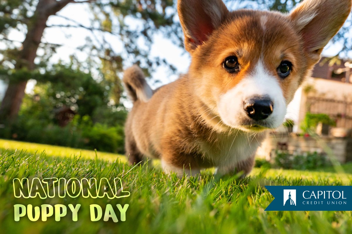 Puppies are, and always will be, adorable! It's National Puppy Day! 
Feel free to share photos of your cute puppy or dog, or just take some time to give your puppy treats!