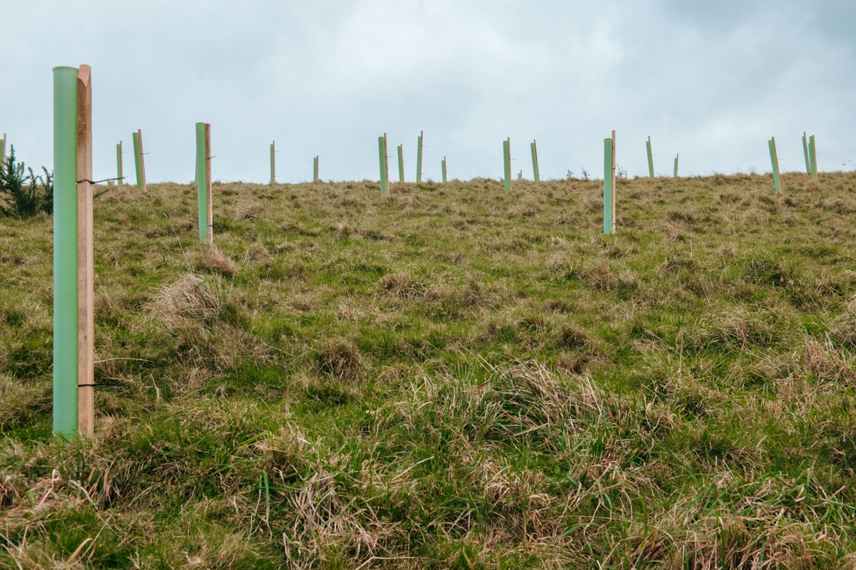 ProperCornishUK's tweet photo. We are proud to announce we are now a Corporate Partner of Plant One Cornwall 🌳

#PlantOneCornwall is all about getting #trees in the ground to create habitats that benefit native wildlife and keep #Cornwall a green and special land. https://t.co/AnjiCppjAH