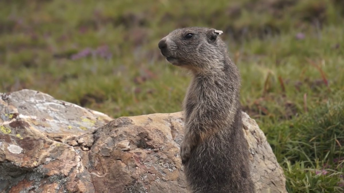 CREAF_ecologia's tweet photo. Ens declarem fans de les #marmotes, sobretot perquè cada cop coneixem més i més quin és el seu comportament i és espectacular!! 🦫💕 Hem fet una nova fitxa al @Prismatic_nat sobre aquests mamífers i quin és el resultat? Spoiler: "femmepower" ♀️ 👉🏻https://t.co/cCUUvmVLEH https://t.co/vz6qw5Vmt8