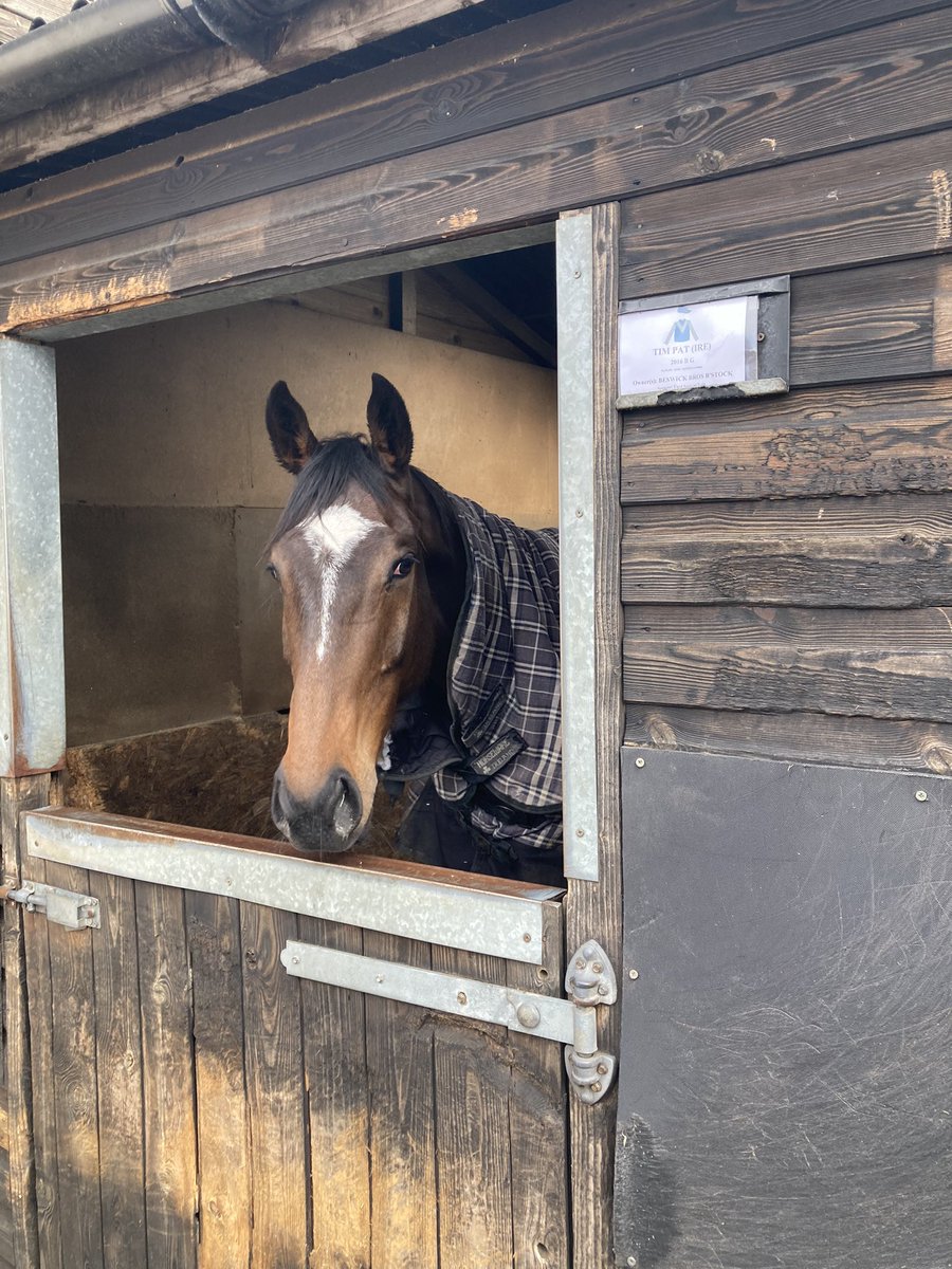 BeswickBrothers's tweet photo. Tim Pat under @theojgillard runs @haydockraces today in the 2.45pm
Best of luck @donaldmccain 🐎💨
#KingTim #beswickbloodstock https://t.co/xdO1Iy8dPs