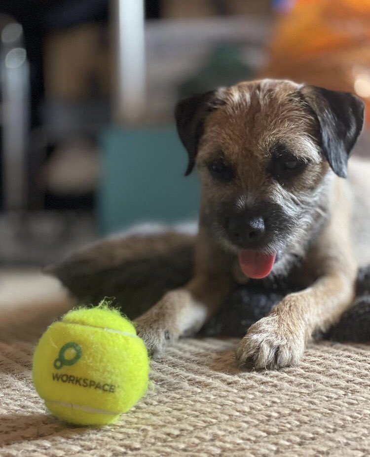WSChocolateF's tweet photo. Today is national puppy day!! Yay. Who is bringing their pup to work?🐶 https://t.co/SdTQTkrYA3