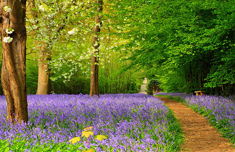 As #spring approaches, you’ll notice bluebells are starting to pop up in woodlands. There are lots of lovely places near to me to see these beautiful #flowers, so I’ve put together a list of top #bluebell walks in Kent - allthatgrows.co.uk/tips/bluebell-…