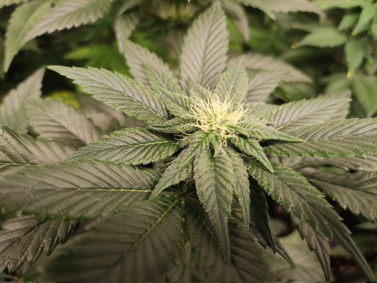 Nashtorn tweet media