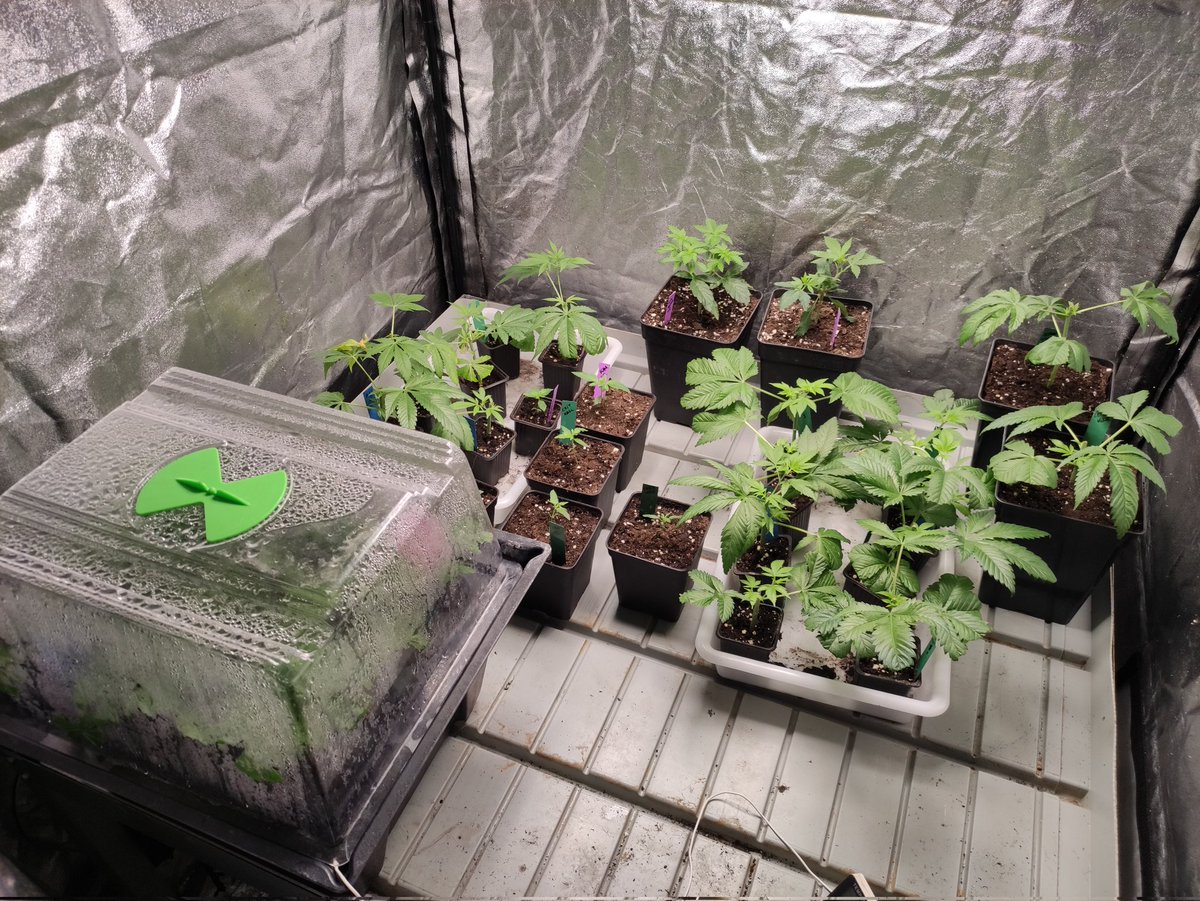 Nashtorn tweet media