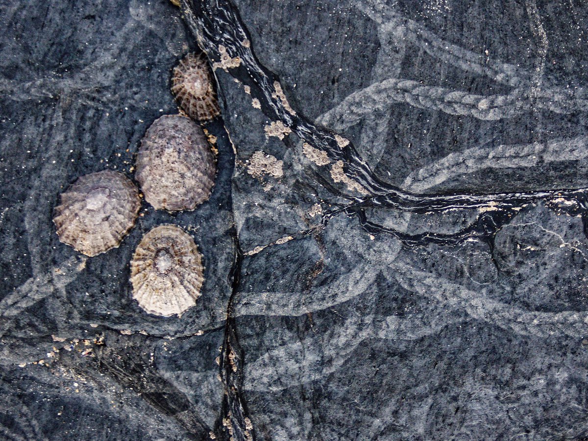 Superloris's tweet photo. It’s busy out there on the shore when we’re not looking but they leave us clues as to the adventures they’ve had between the tides #patternsinnature #rockpool #closelooking #Cornwall https://t.co/ajymc1TBmH