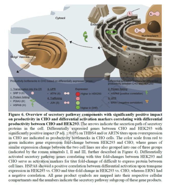 Marcin Czerwinski (@czerwinsmarcin) on Twitter photo HEK293 or CHO: which cell line is better to produce difficult-to-express proteins, including heavily glycosylated ones? Interesting remarks.  bit.ly/3ivGw5a
#glycotime HEK293 or CHO: which cell line is better to produce difficult-to-express proteins, including heavily glycosylated ones? Interesting remarks.  bit.ly/3ivGw5a
#glycotime