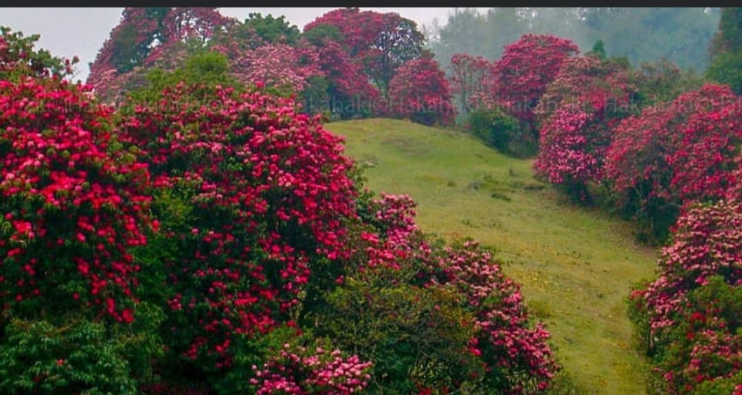 National Flower!!❤