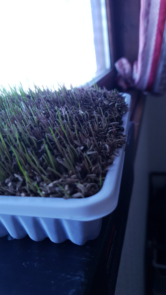 orhusby's tweet photo. Dag 6: Nå snakker vi! Vokst MYE siden i går! Begynner også å bli grønt, så dette ser ut til å gå bedre enn jeg trodde.
#Trixie #Softgrass #SiriusPus https://t.co/0illl7NQuO