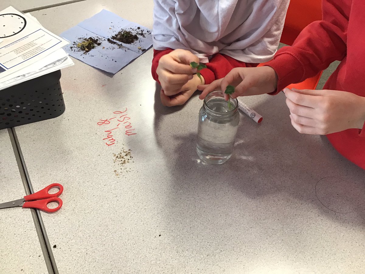 Our aim is to produce new plants with the cuttings from a geranium plant 🌱 Fingers crossed that we will be successful 🤞🏾 #kestrelmeadscience #fingerscrossed @kestrelmead