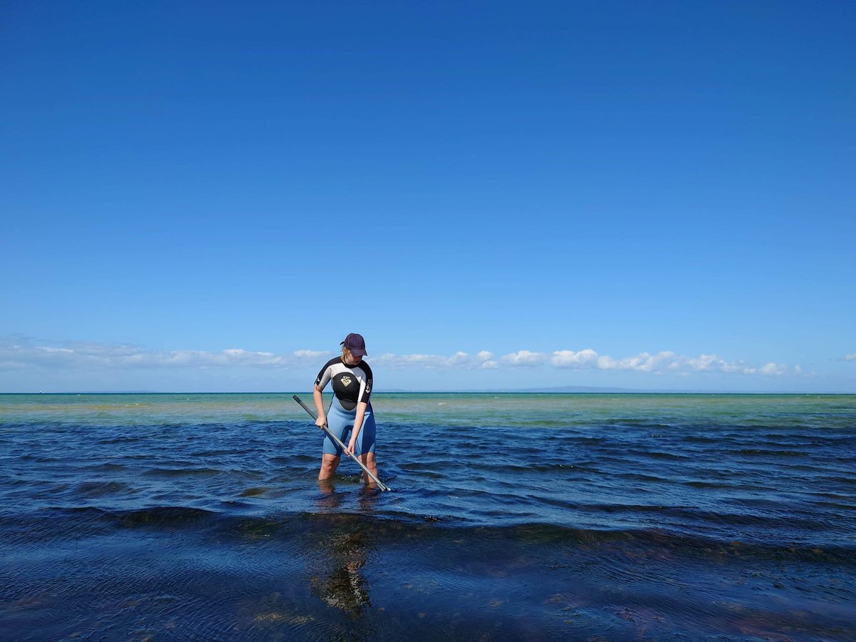 RStoios's tweet photo. Gotta love a successful day of fieldwork in seagrass beds with perfect weather 🐡🐠@BioSci_UniMelb with @JuanWang_Eco and @emilyfobert https://t.co/kcUDbSpShv